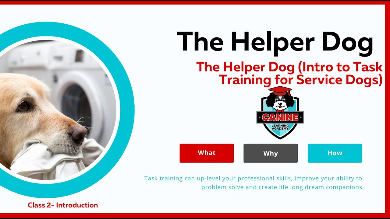 CLA Helper DOg Group Class: Task Training helping with laundry day