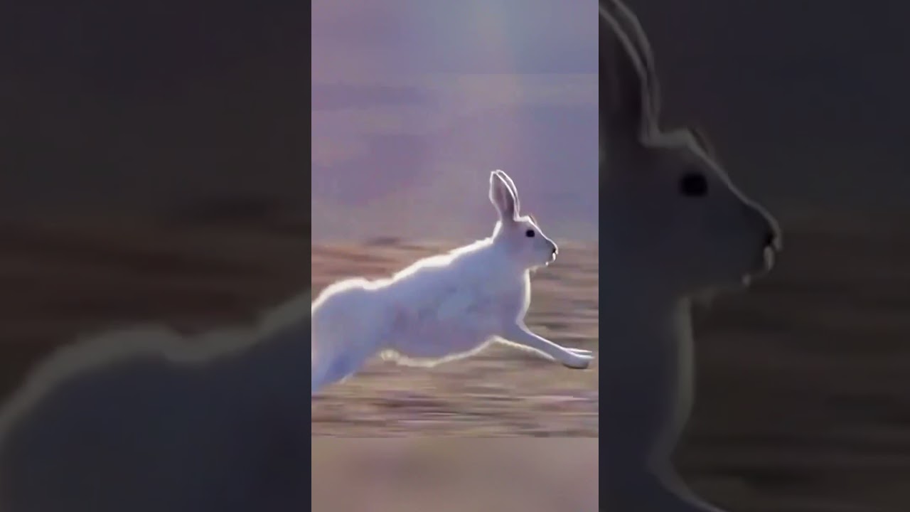 A mother rabbit distracted the wolves—to save her babies. 