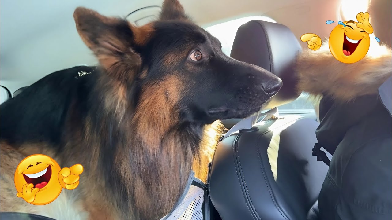 Dogs Are The Kings Of Animal Comedy 🐶😂 Funniest Dog Moments Ever