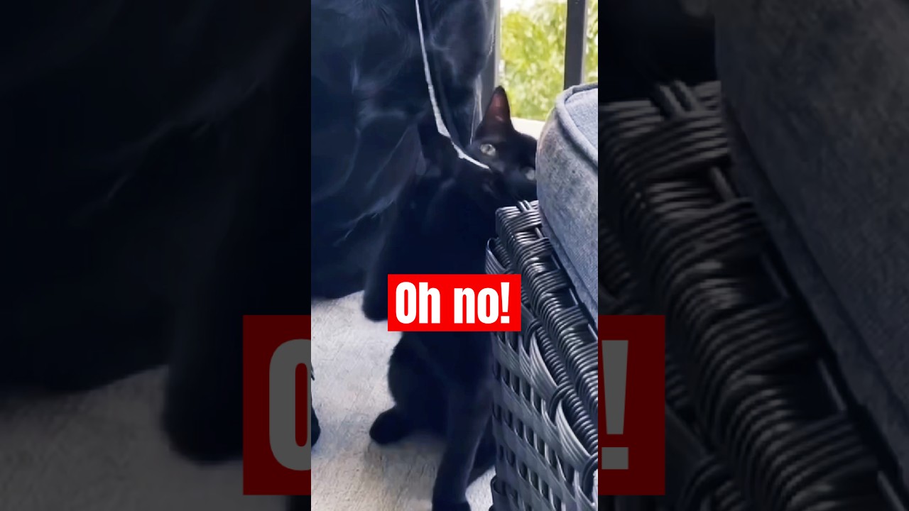 Caught This CRAZY Cat Playing With Dog Drool