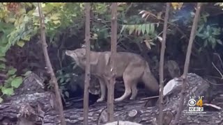 Expert says coyote population not increasing, despite more sightings