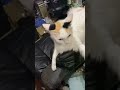 Jingle tries to kill eva….again #calico #fluffycat #mypet #myanimal #funny