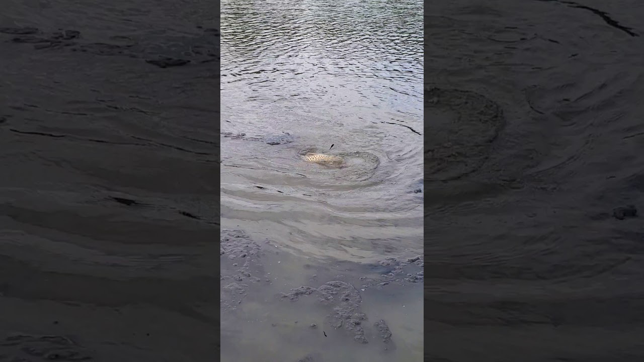 Becks pond my brother Scott pulling 18lb carp
