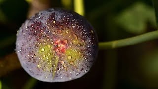 Springtime Tasks for the Fig Trees: Spring is Officially Here