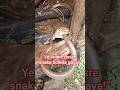“Ye snake dusre snake ko kha gaya,#snake#snakefight#snakes#wildlife#animalfight#dangeroussnake