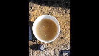 Ground Squirrel & Gopher  Management  Solutions Wealth