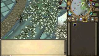 Runescape Money Making guide #14-2011/2012-I love beers Tanning Dragon Hide-