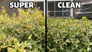 "SAKER" Electric Hedge Trimmer [Product Review]