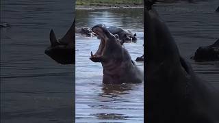 Les 10 animaux les plus FÉROCES au monde 😳 le nu
