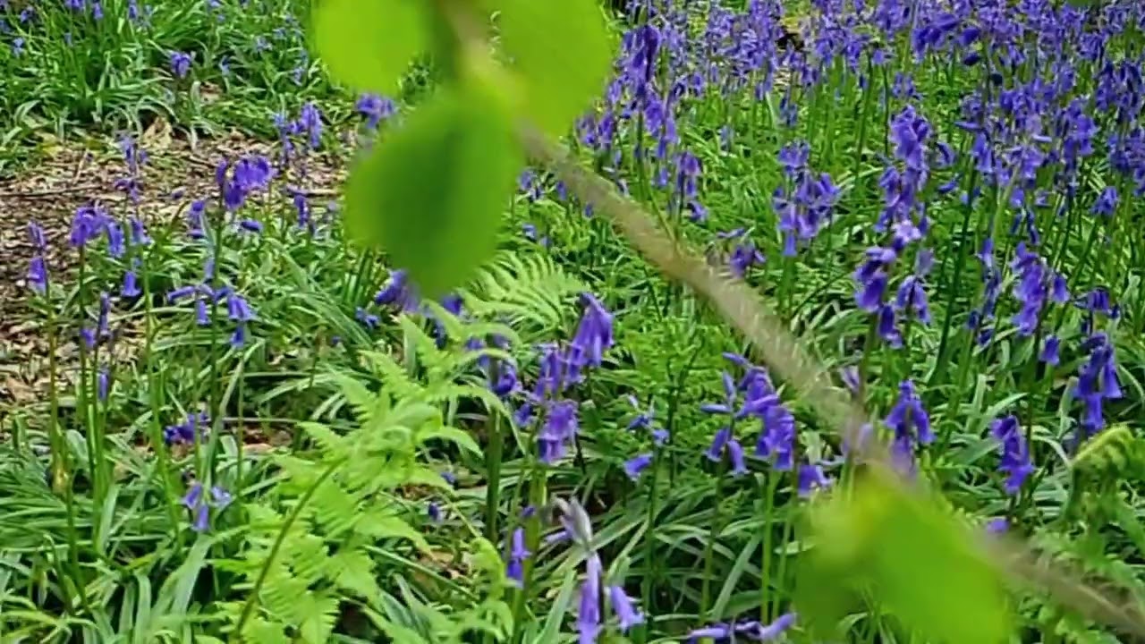 Bluebells at Banstead Woods
