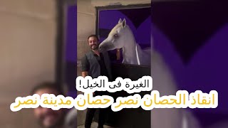 الغيرة فى الخيل.. انقاذ الحصان نصر حصان مدينة نصر