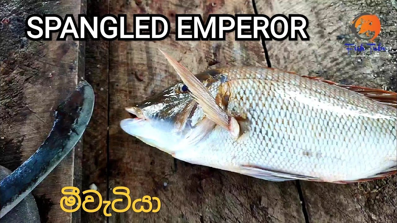 SPANGLED EMPEROR FISH CUTTING SKILL |මීවැටියා| Fish Cutting Experts | Best Cutting Methods | 🇱🇰
