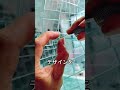 世界に一つだけのガラス枕|驚きのアート作品