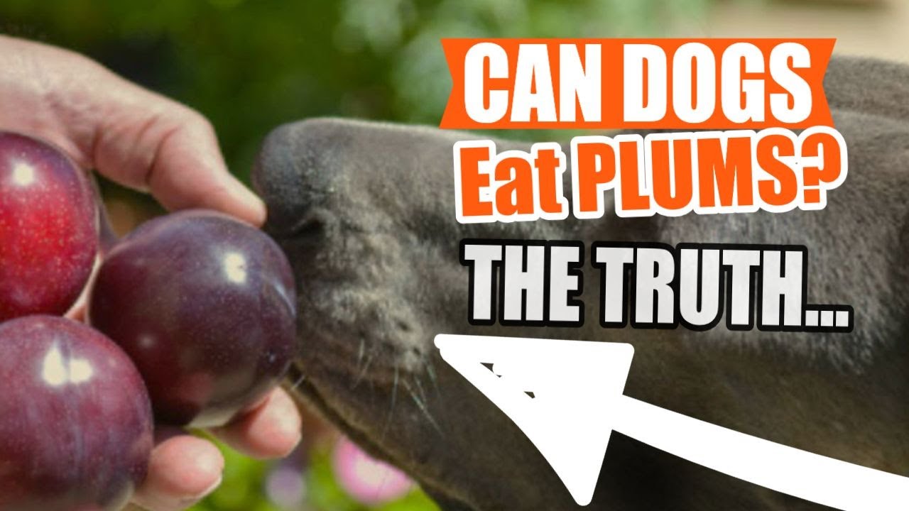 Can Dogs Eat Plums? No—Here's Why