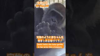 宝物のように赤ちゃんを抱きしめる母ゴリラ