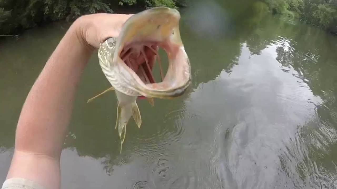 Northern Pike Creek Fishing YouTube