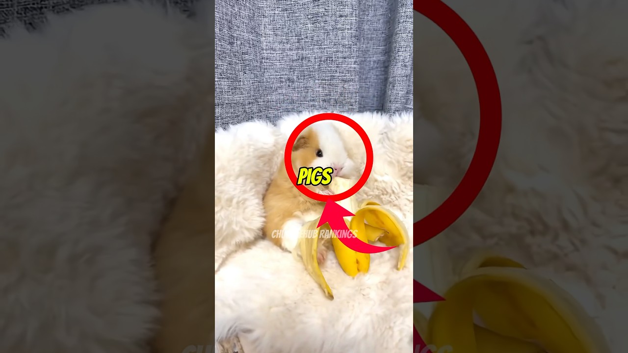 Top 3 Funniest Guinea Pigs Moments 