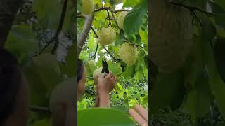 Srikaya fruit harvesting process using simple tools #farming #shorts