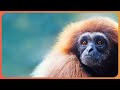 Protecting The Rare Gibbons Of Indonesia | 1000 Days For The Planet | Real Wild