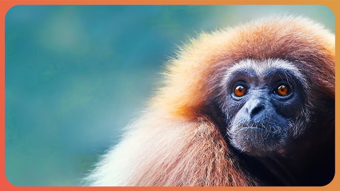 Ce gibbon est un funambule de qualité - ZAPPING SAUVAGE 