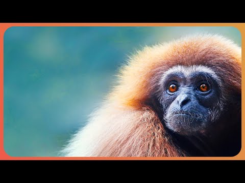 Protecting The Rare Gibbons Of Indonesia | 1000 Days For The Planet documentary thumbnail