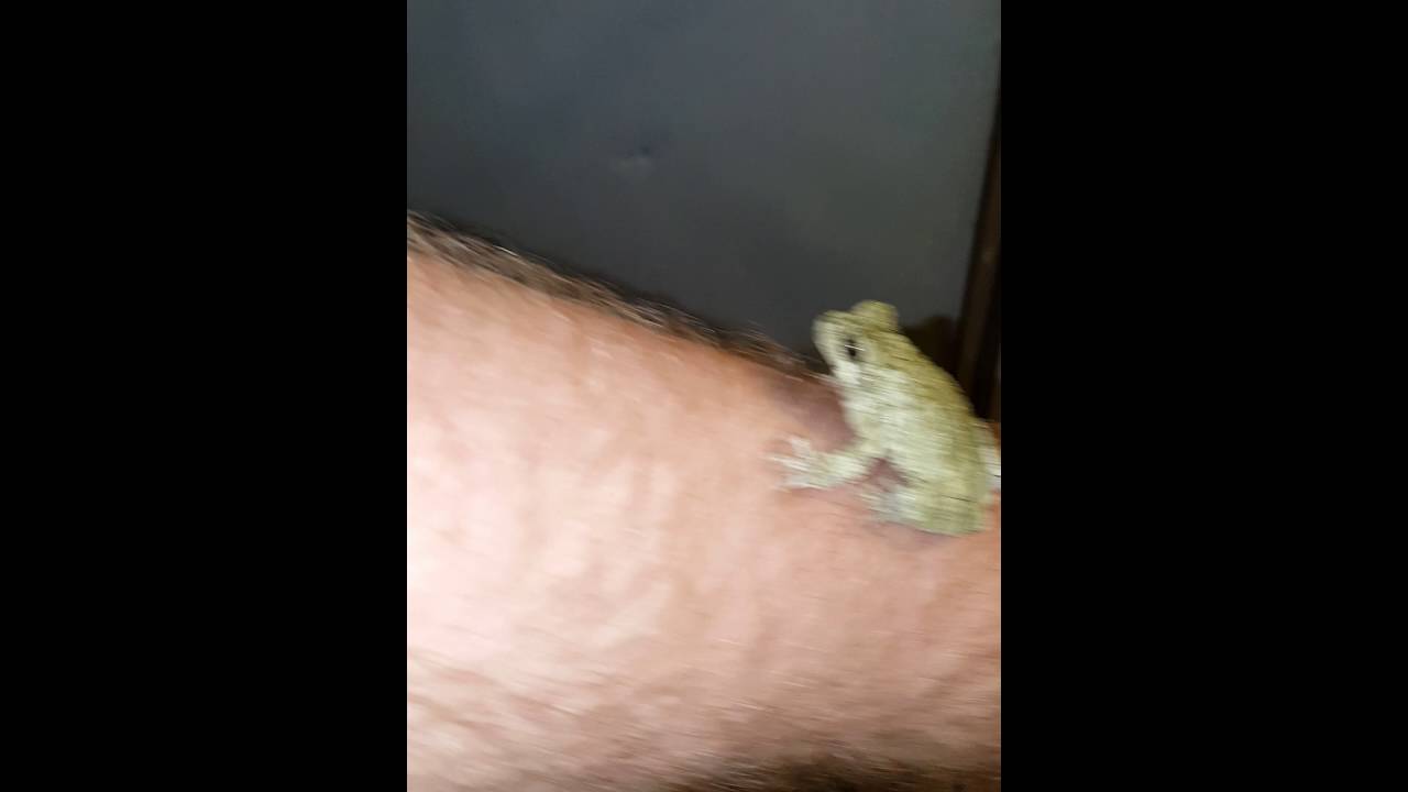 reptiles liste Copes Grey tree frogs