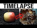 Worms eating red apple timelapse  worms vs food 