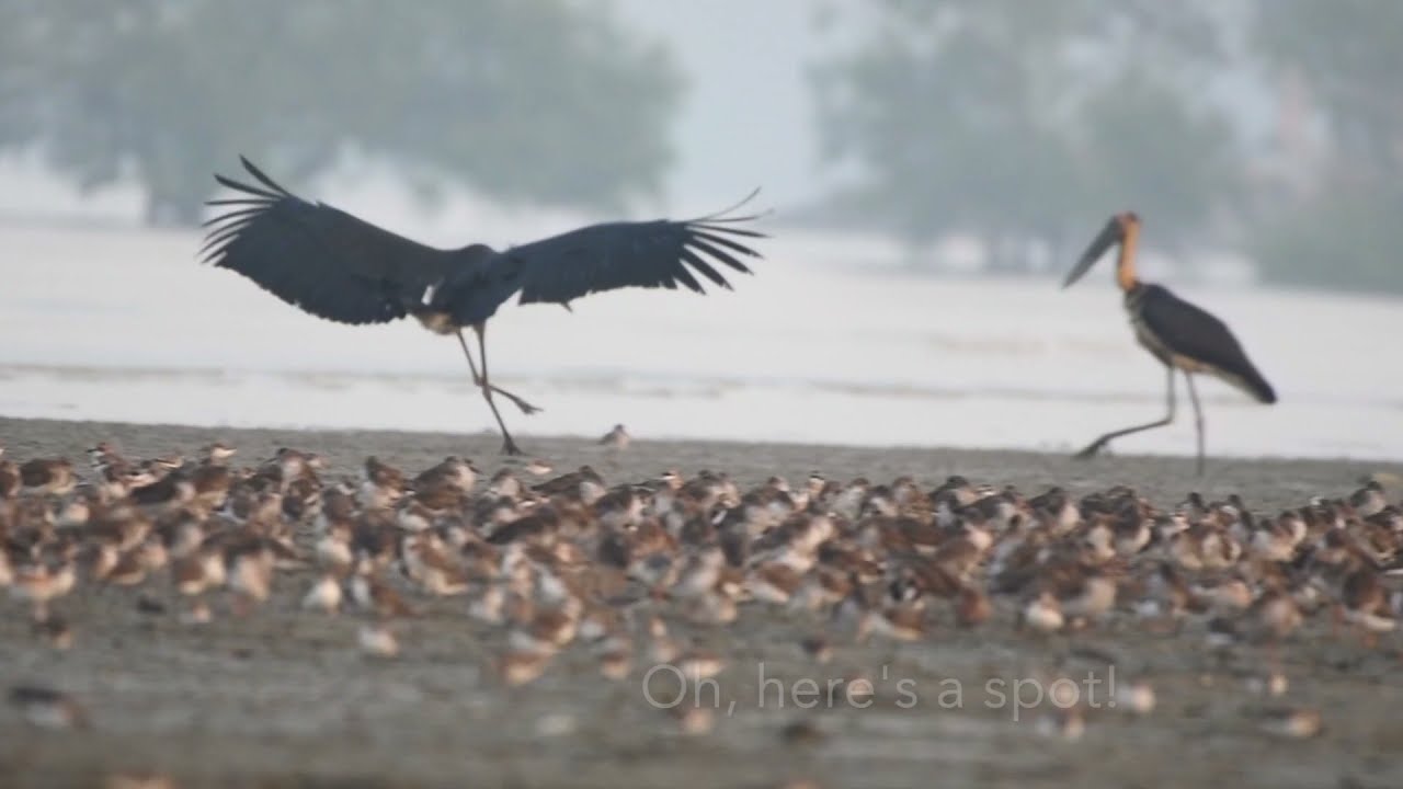 Some of the shorebirds in Selangor, Malaysia