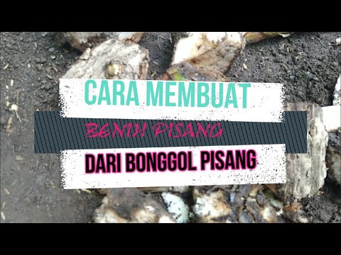 Cara Membuat Bibit Pisang Dari Bonggol