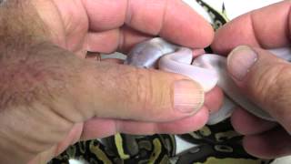 Brian Gundy's Post Shed Video Of The Wild Bunch Mystics and Patternless Potion Wealth