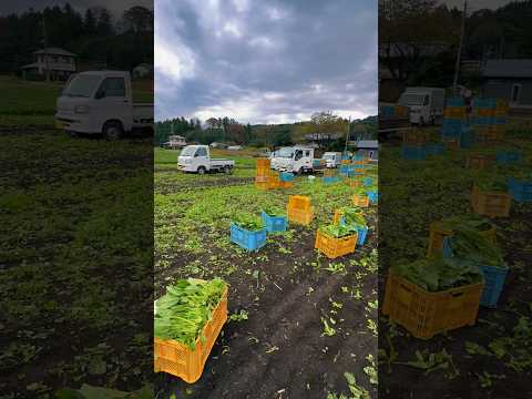 This is what harvesting is like in Japan