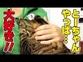 猫さんにこれでもかってぐらい甘えてこられる父！