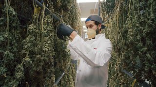 Sozo | A Michigan Cannabis  Dispensary