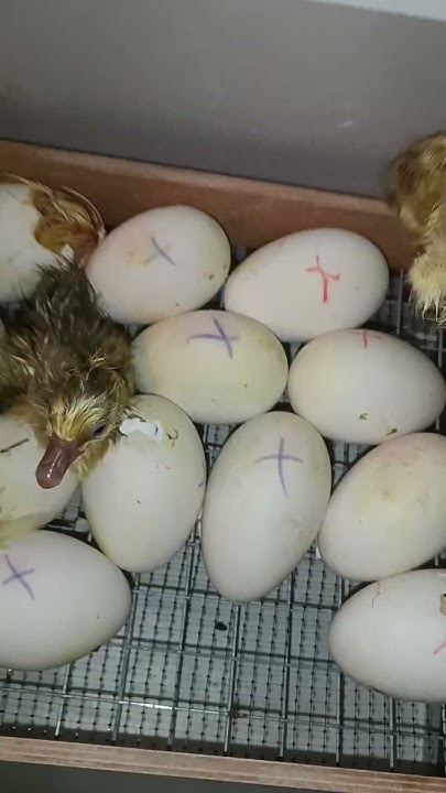 БРУДЕР ЗА 15 МИНУТ #animals #egg #инкубация #брудер #гусь #линда # ...