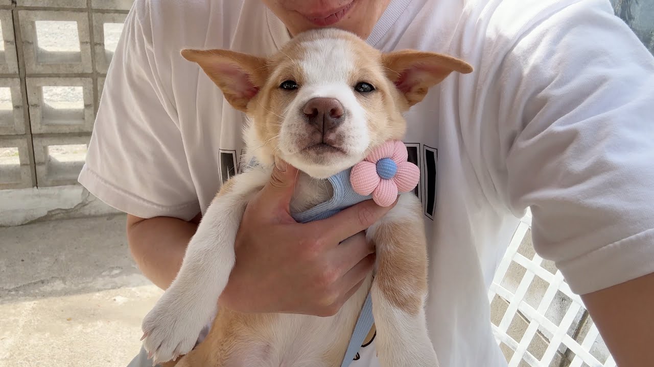 입양 보낸 새끼 강아지를 다시 만나러가면 생기는 일 ㅋㅋㅋ