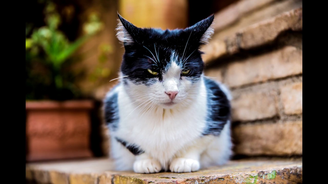 B.B. King & Van Morrison - If You Love Me With Lyrics