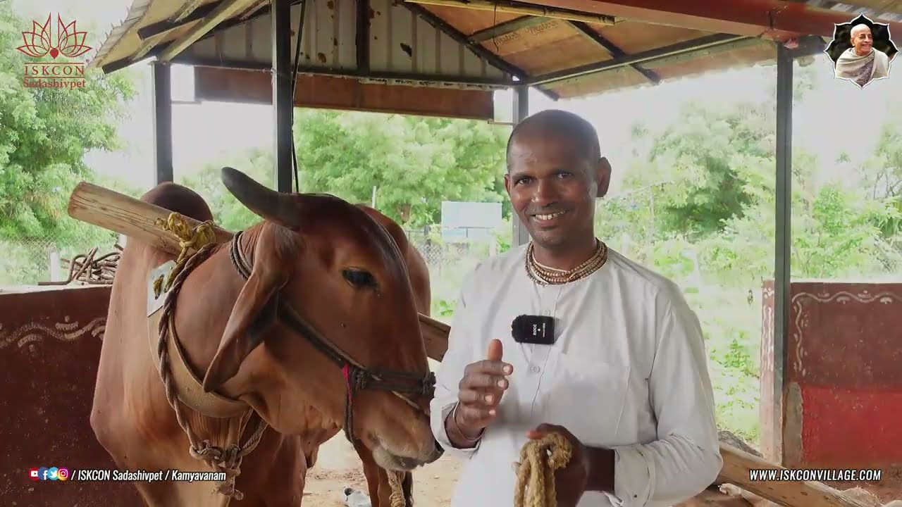 కామ్యవనం గృహస్త్ ఆశ్రమ భక్తుని అనుభవం | ISKCON Sadashivpet }} #iskconsadashivpet #kamyavanam