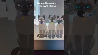 We are Siamese! | #roblox #morph #warriorcats #cat