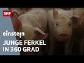 Die Geburt eines Schweines – ein Ferkel im 360 Grad Video | Einstein | SRF Wissen