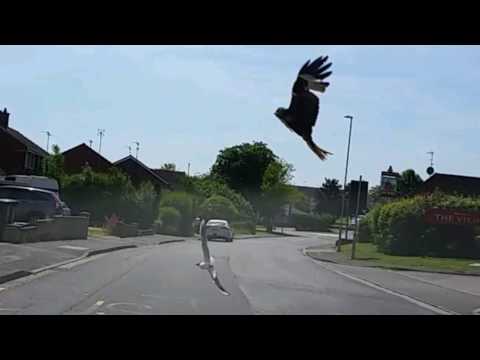 Red kite chasing a seagull, caught on dash cam.