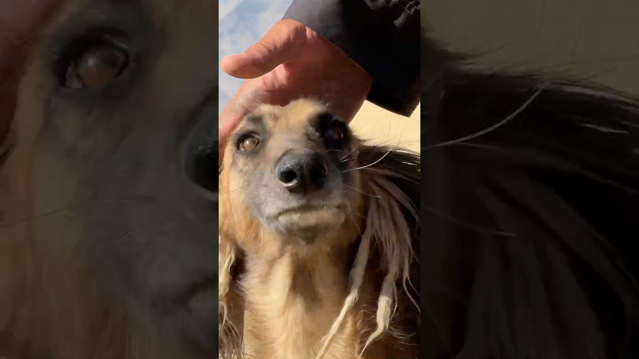 Afghan Hounds In rural areas | Afghanistan