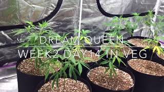 Blackberry Fire & Dream Queen week2 day14 in veg