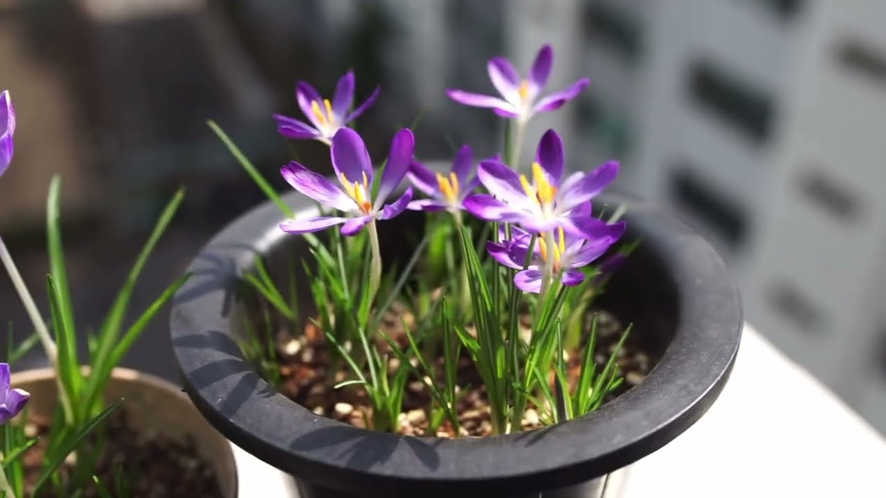 추식구근, 개화를 시작합니다