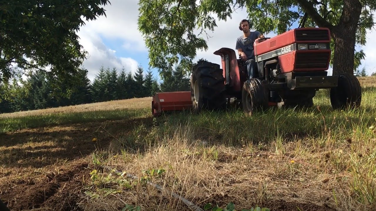 Orchard Mowing with a Flail