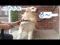 ペット用ドライヤーの風力にビビる英国ゴールデンレトリバーギンちゃん(2歳)