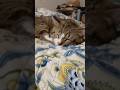 my cats sleeping cutely#cats#cutecats#animals#animallover#catlover