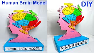 Human Brain Model (3D) Making - Diy - Biology Project Craftpiller
