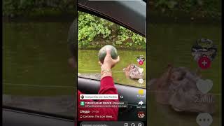 Cómo No Alimentar A Un Hipopótamo.