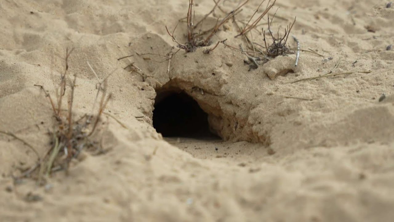 תכירו את מריון: המכרסם המתוק שאפשר למצוא רק בישראל