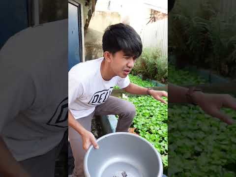 begini-keseruan-kasih-makan-lele-amazon-pake-lele-kita